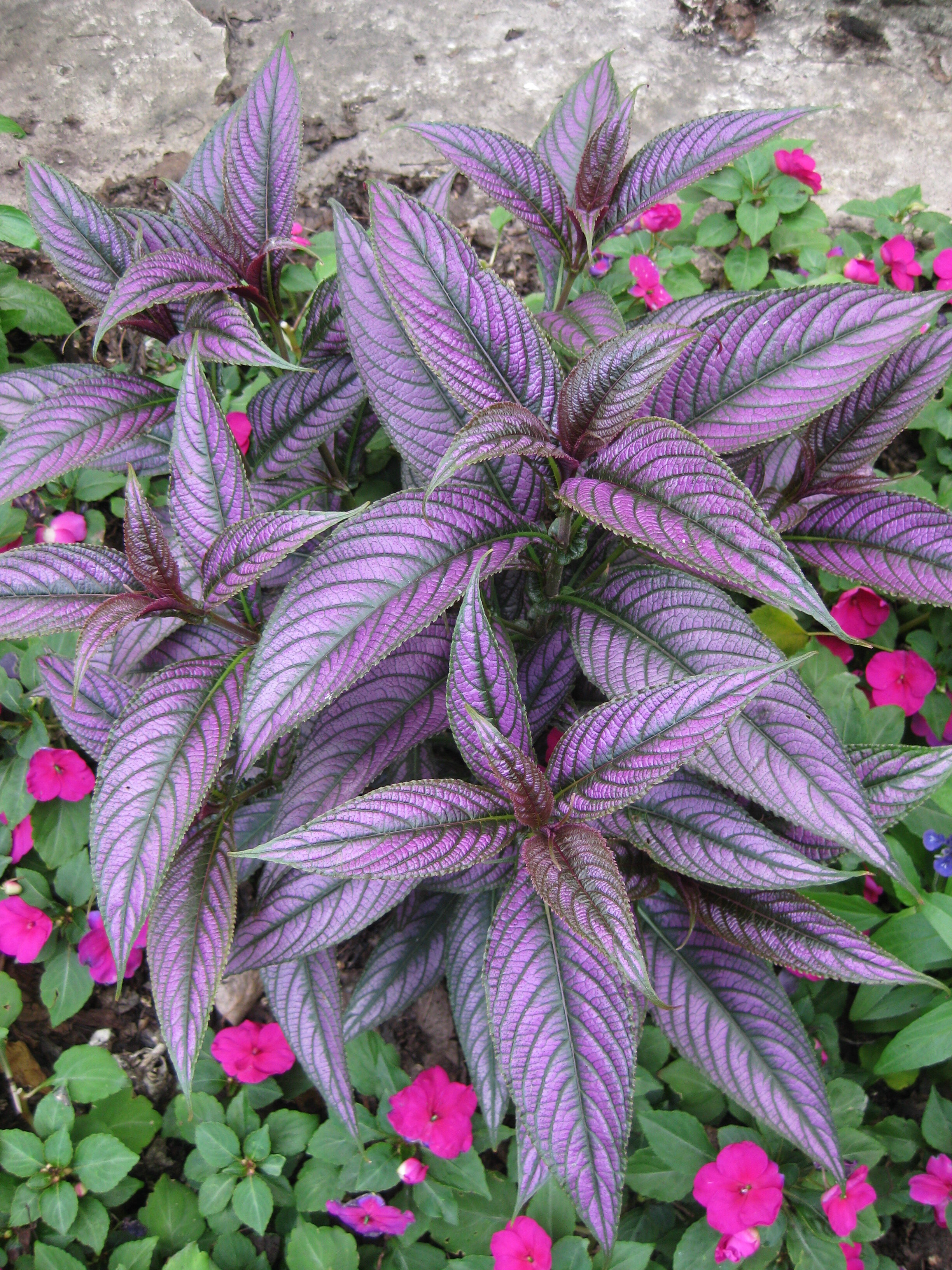 Strobilanthes dyerianus (OBG-2013).jpg