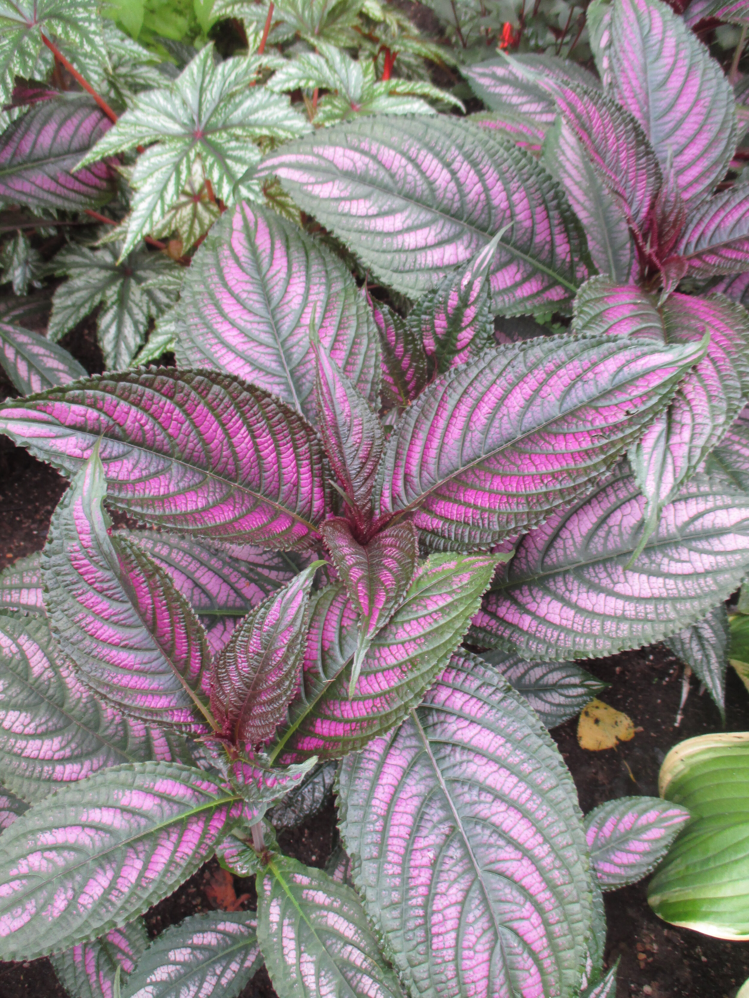 Strobilanthes dyerianus RBG 2016 (1).JPG