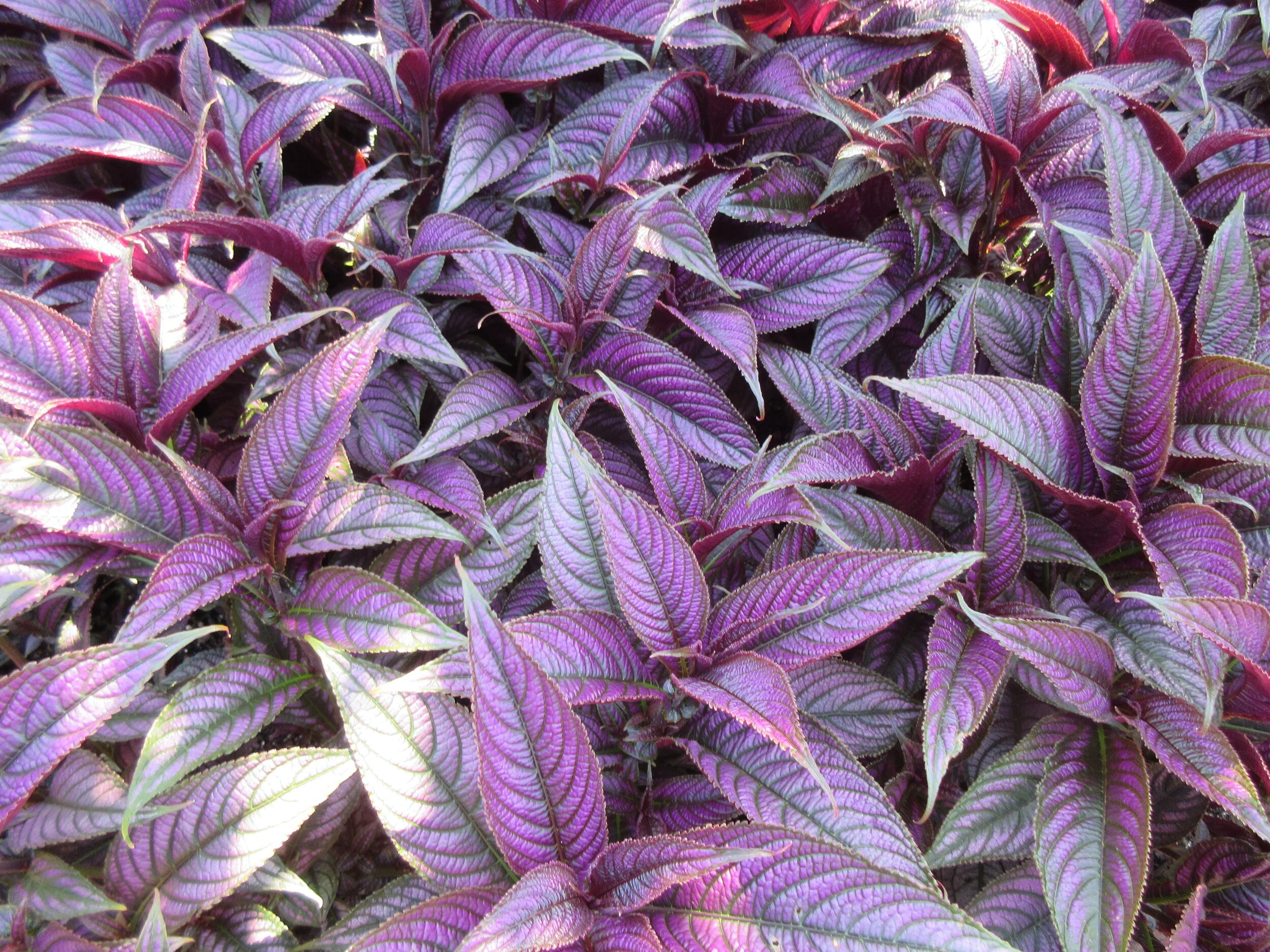 Strobilanthes dyerianus patch at CBG 2017 (2).JPG