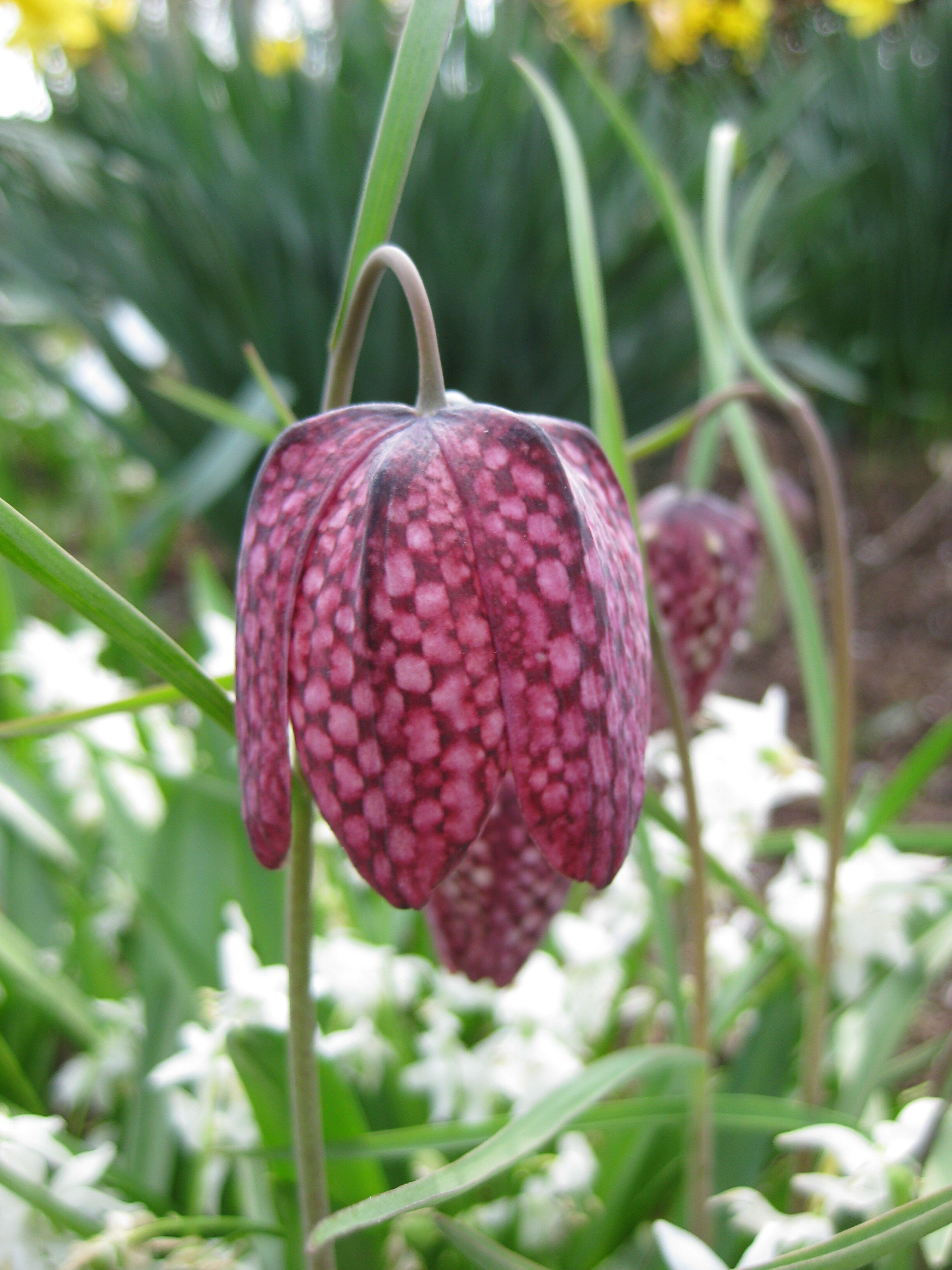 Fritillaria meleagris 2010.jpg