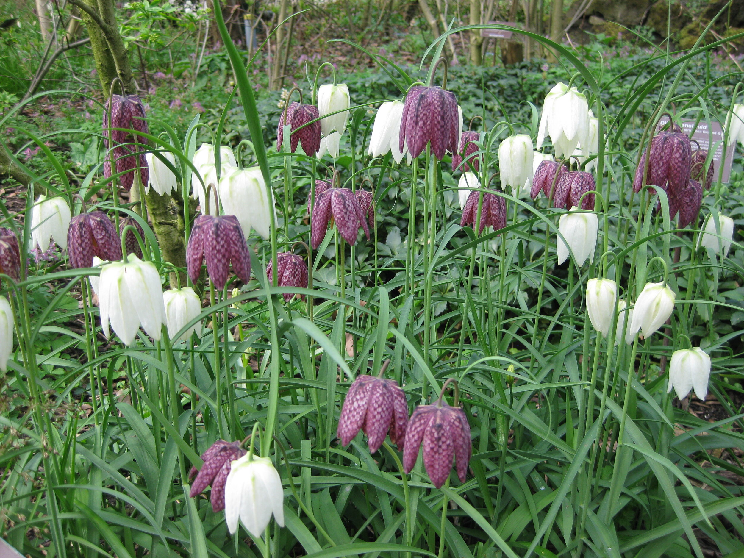 Fritillaria meleagris clump (NETH) (2).JPG