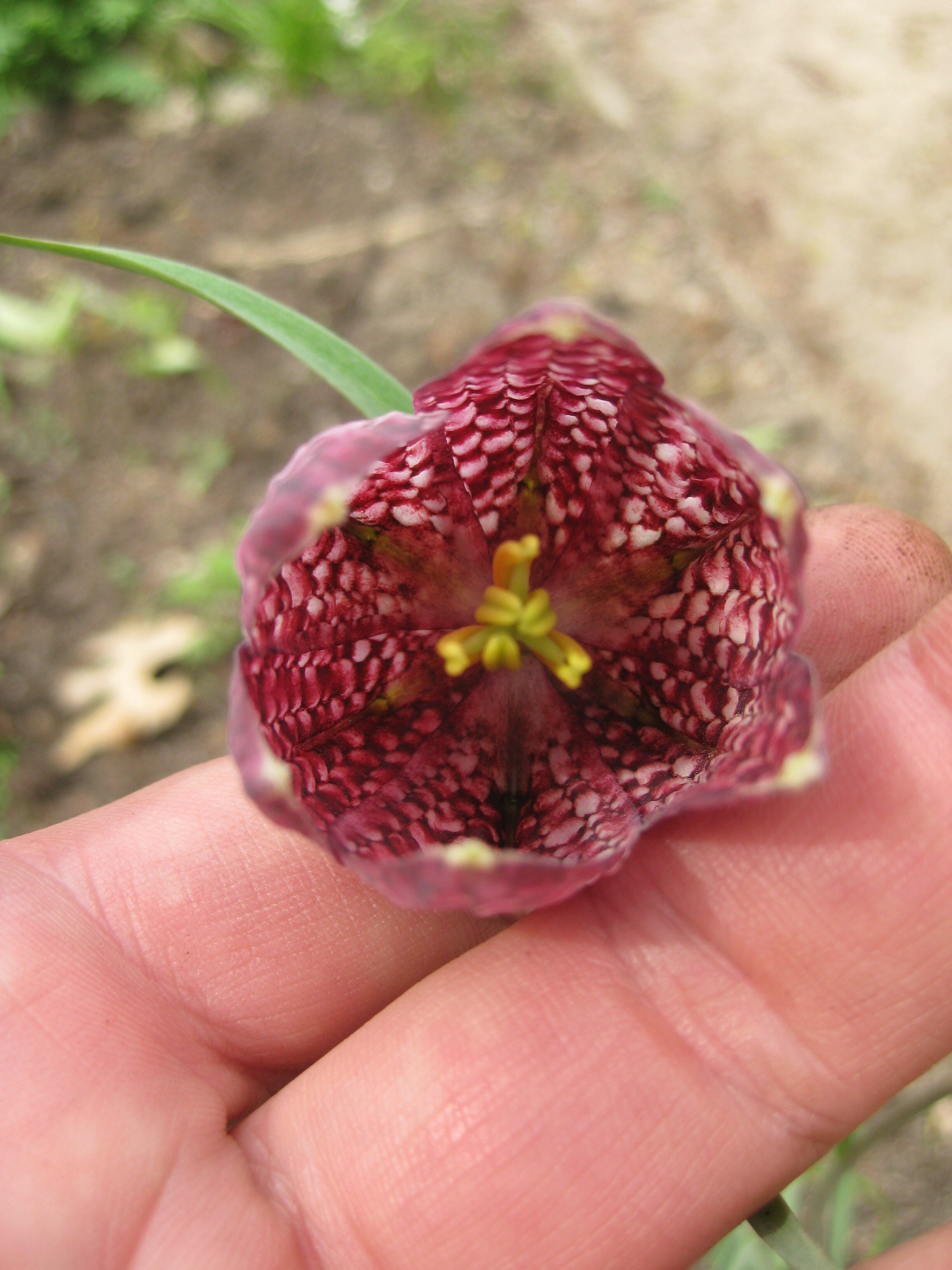 Fritillaria meleagris (2014)b.JPG