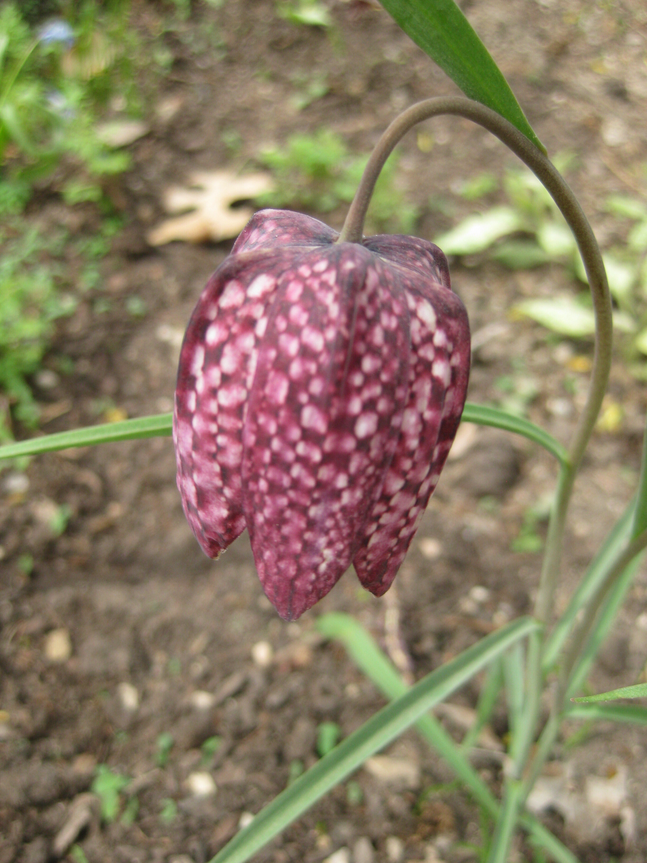 Fritillaria meleagris (2015)b.JPG