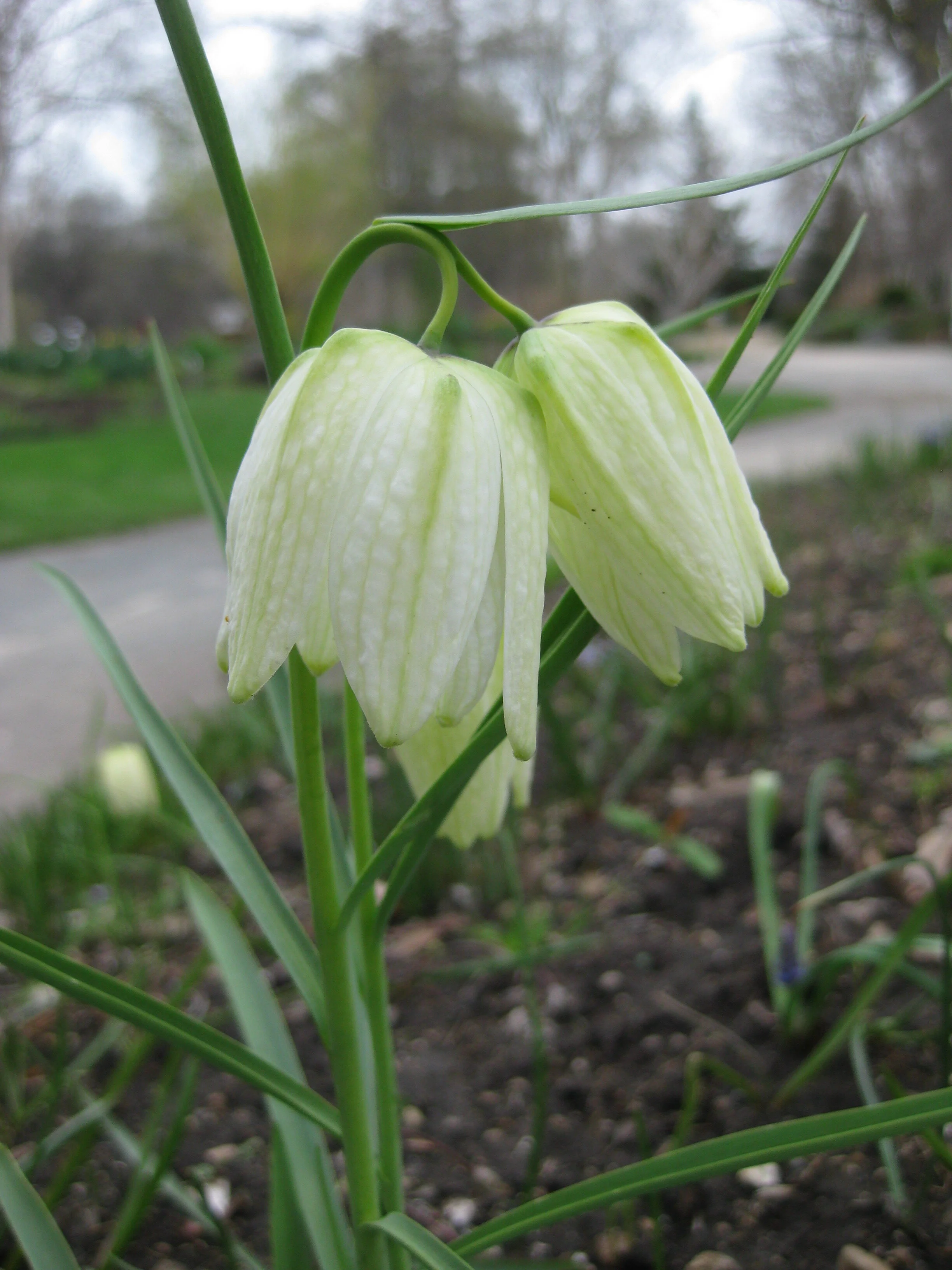 Fritillaria meleagris 'Alba' (2015).JPG
