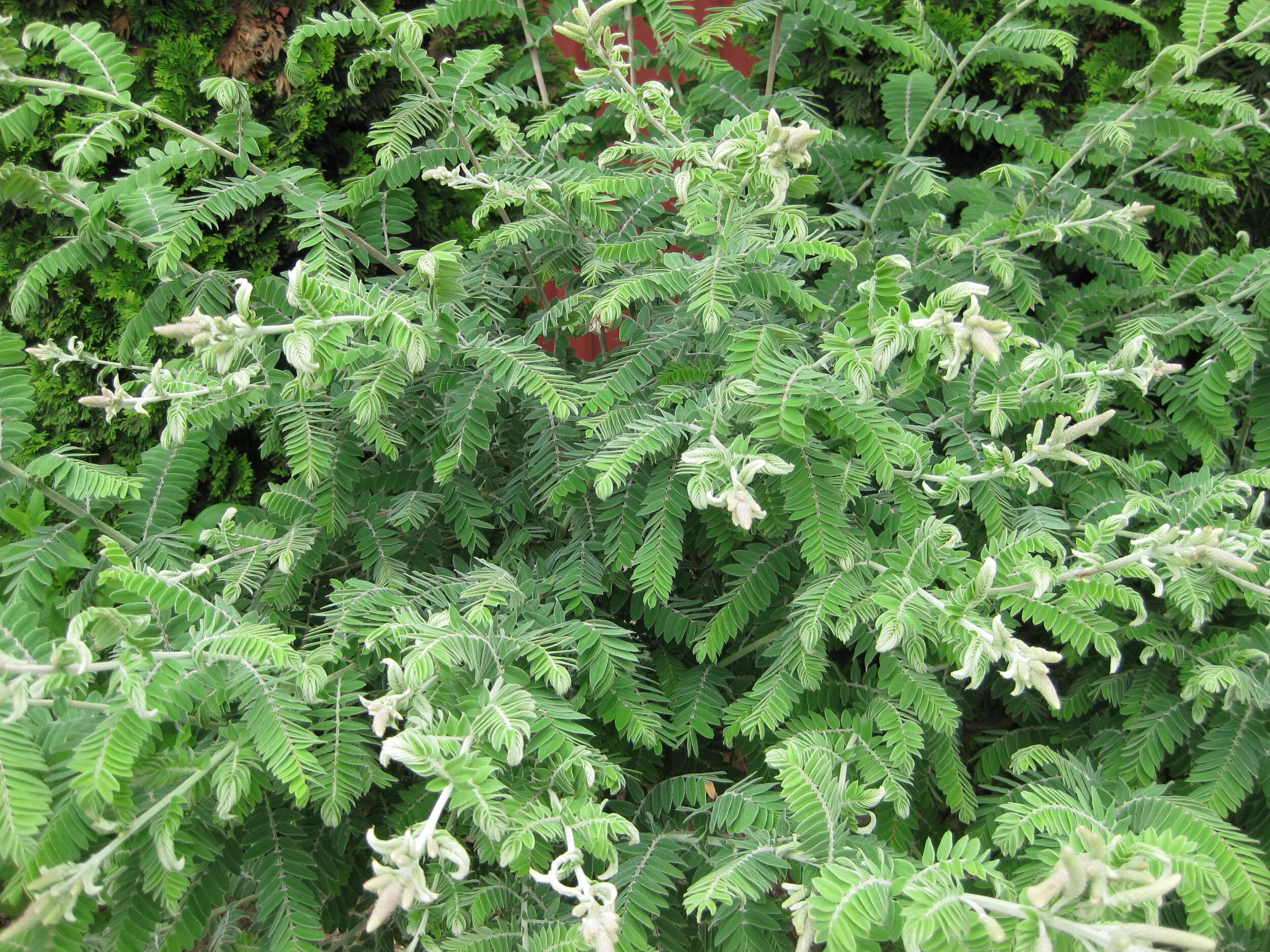 Amorpha canescens.jpg
