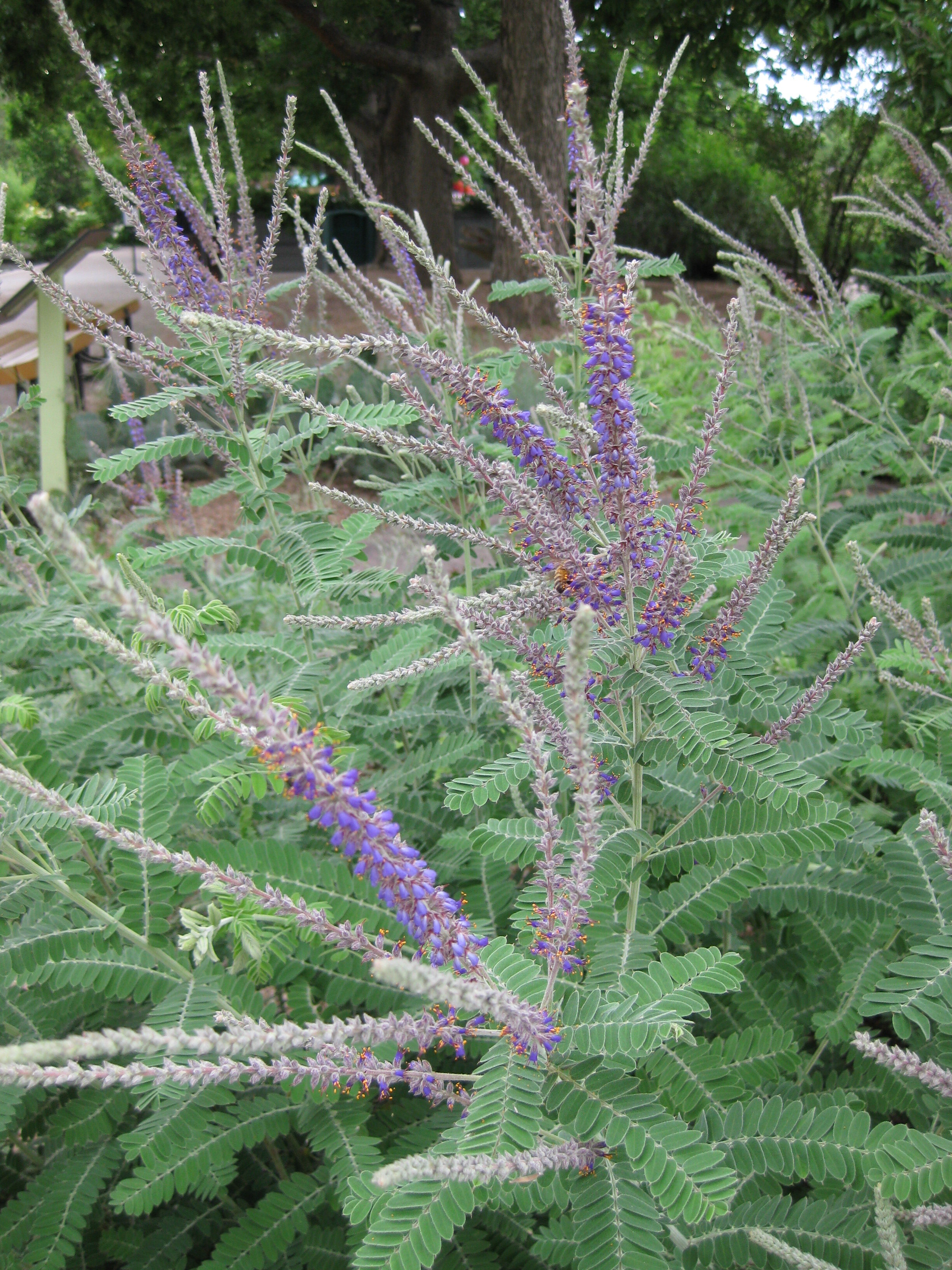 Amorpha canescens2.jpg