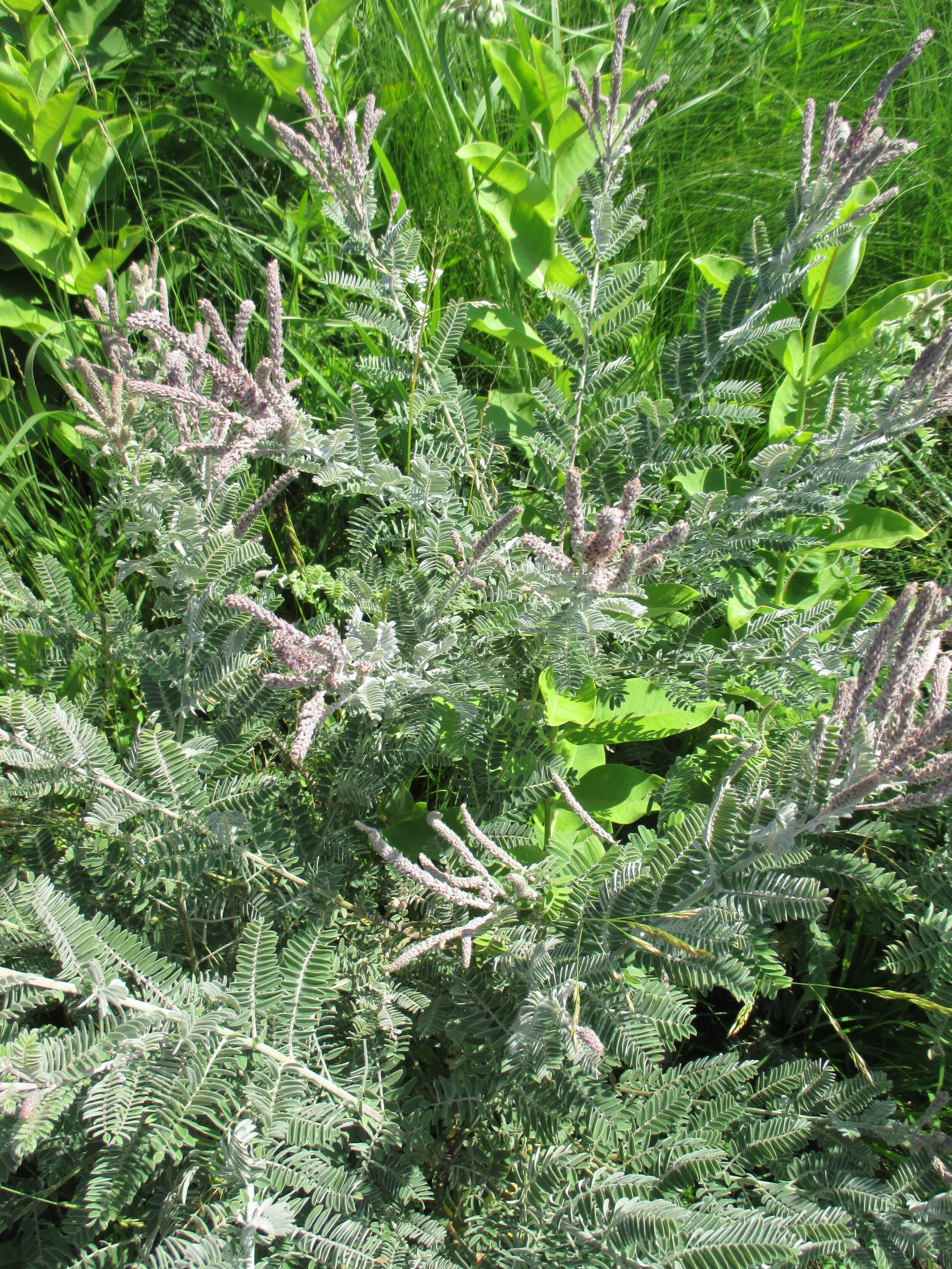 Amorpha canescens 2 LN 2015 (3).JPG