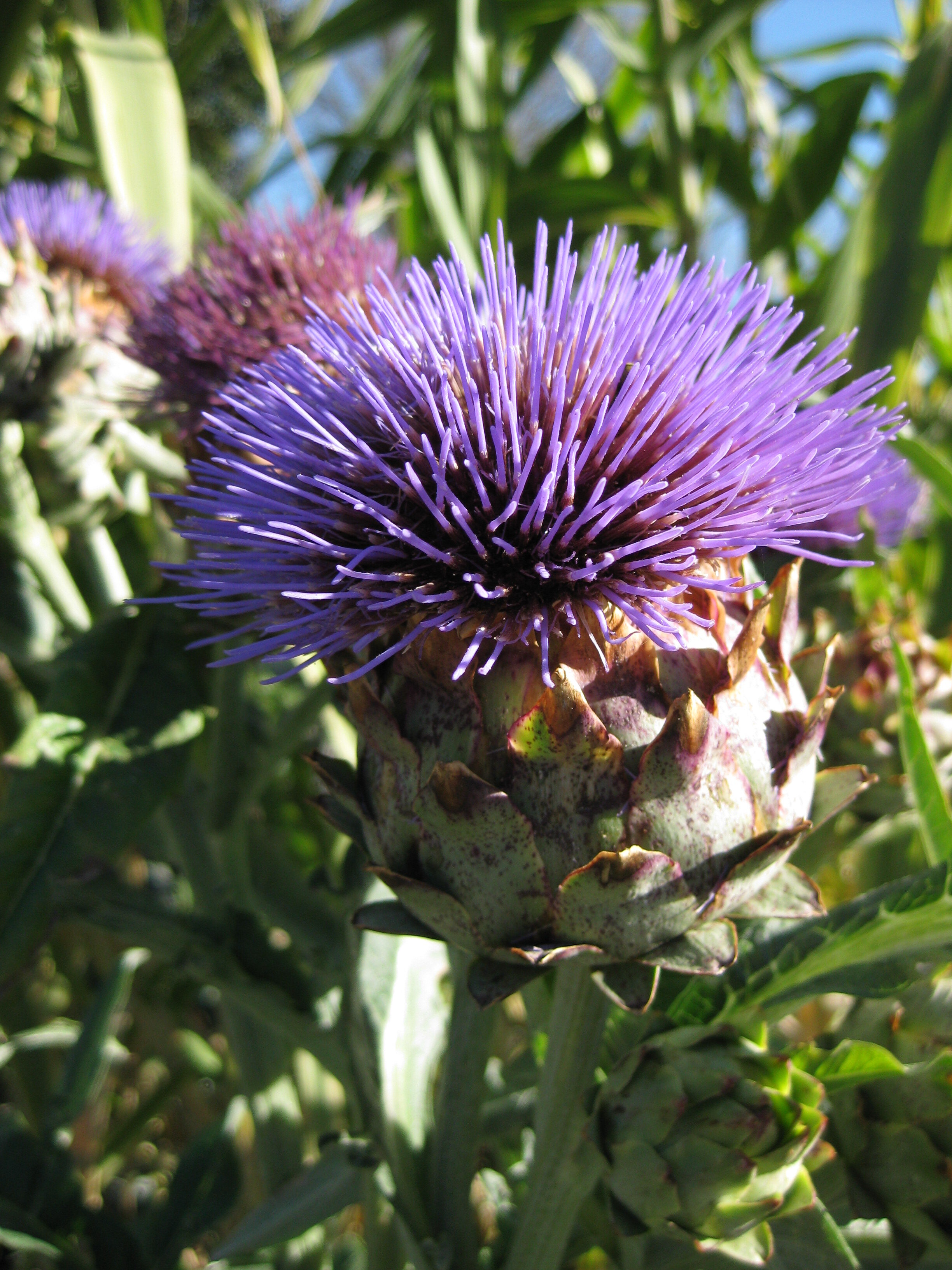 Cynara cardunculus bloom Oct 2010.jpg