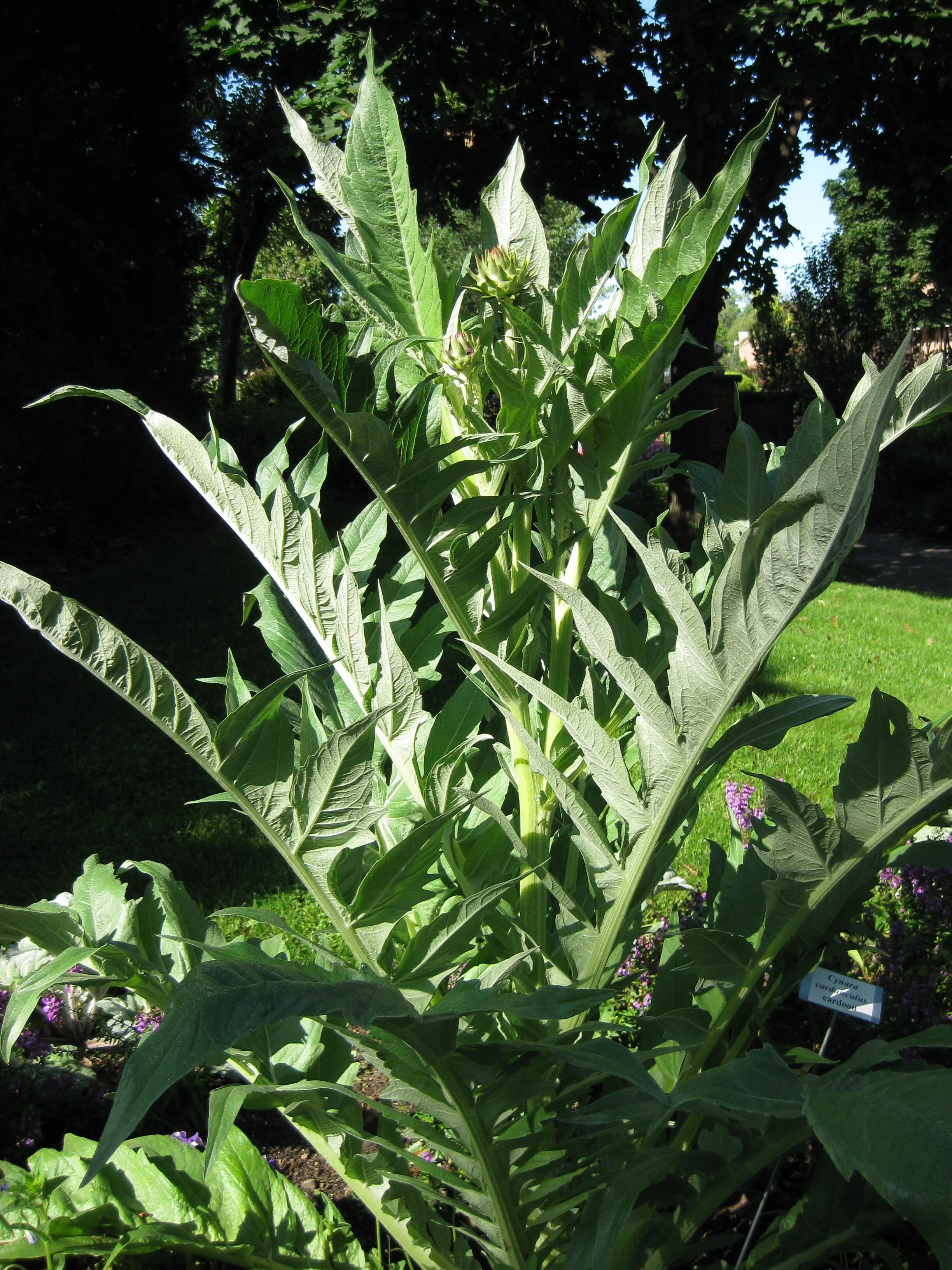Cynara cardunculus in 2009.jpg