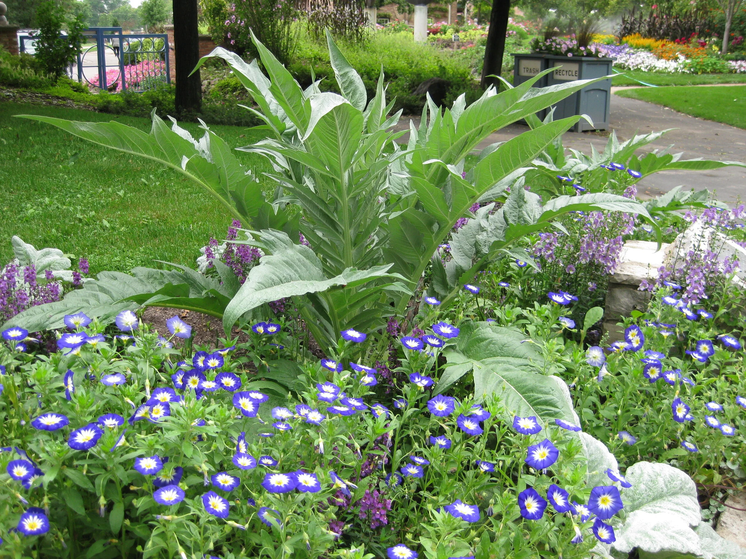 Cynara cardunculus09.jpg