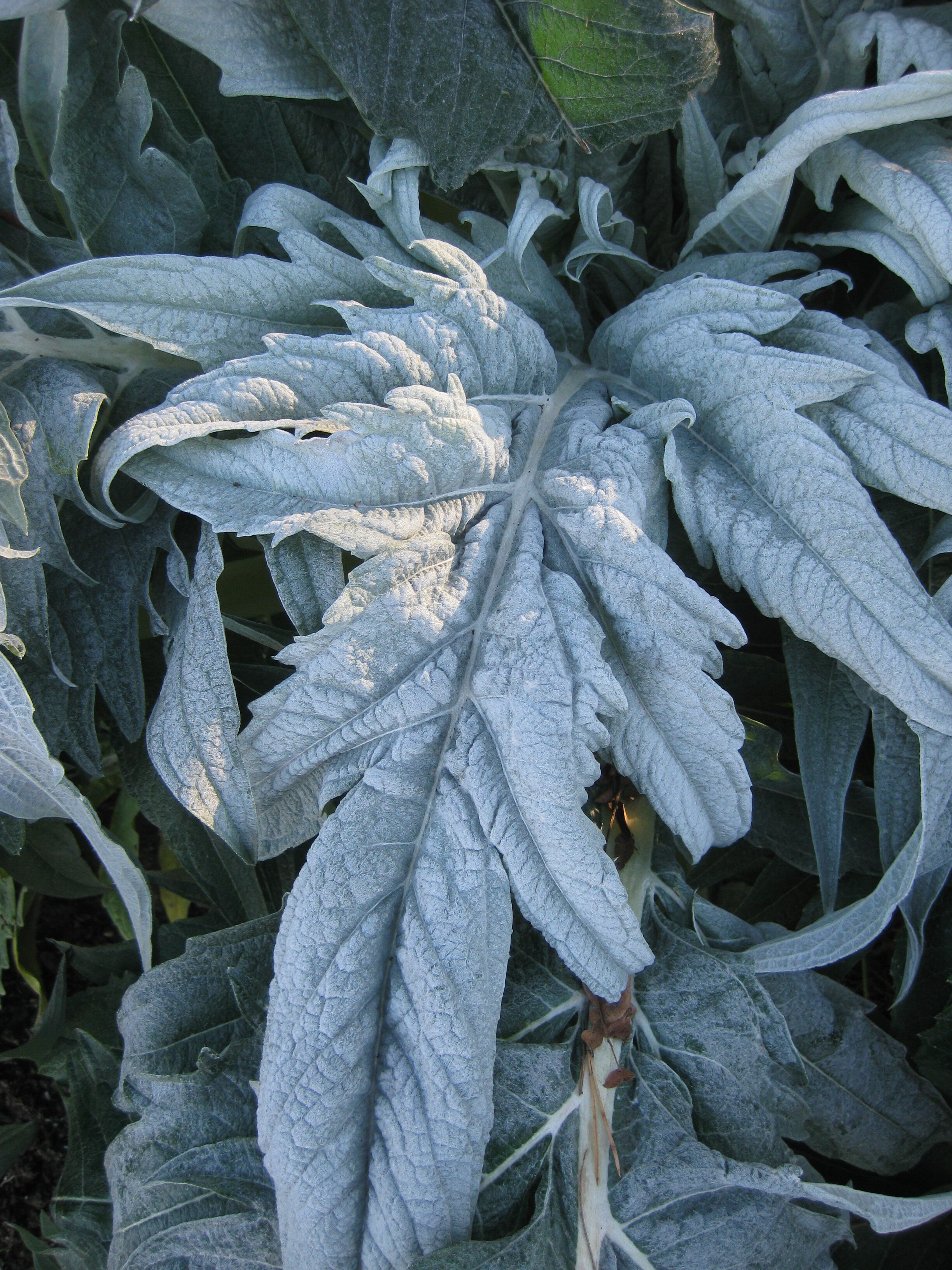 Cynara cardunculus with frosted leaf 2012.jpg