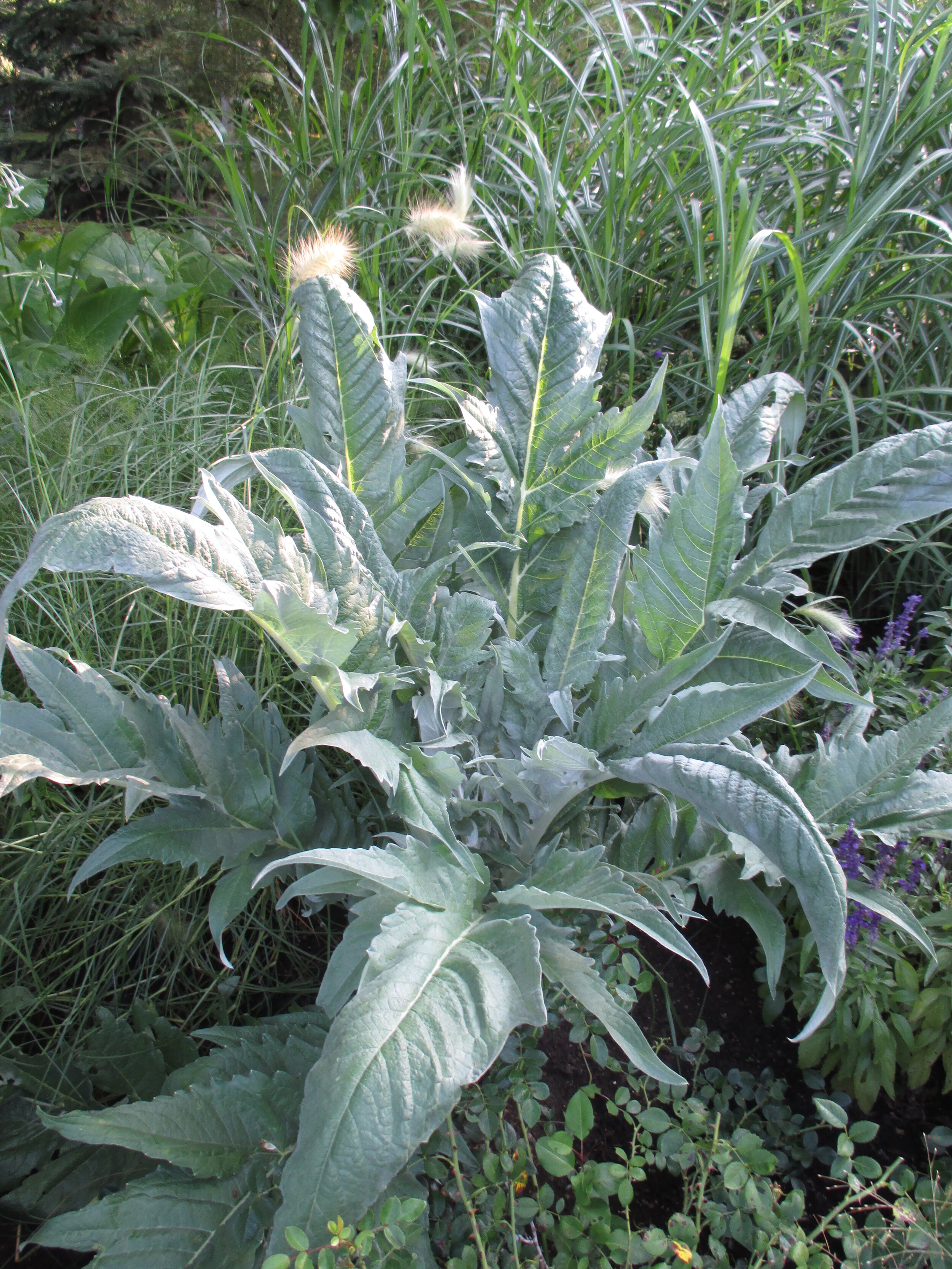 Cynara cardunculus (2014)f.jpg.JPG