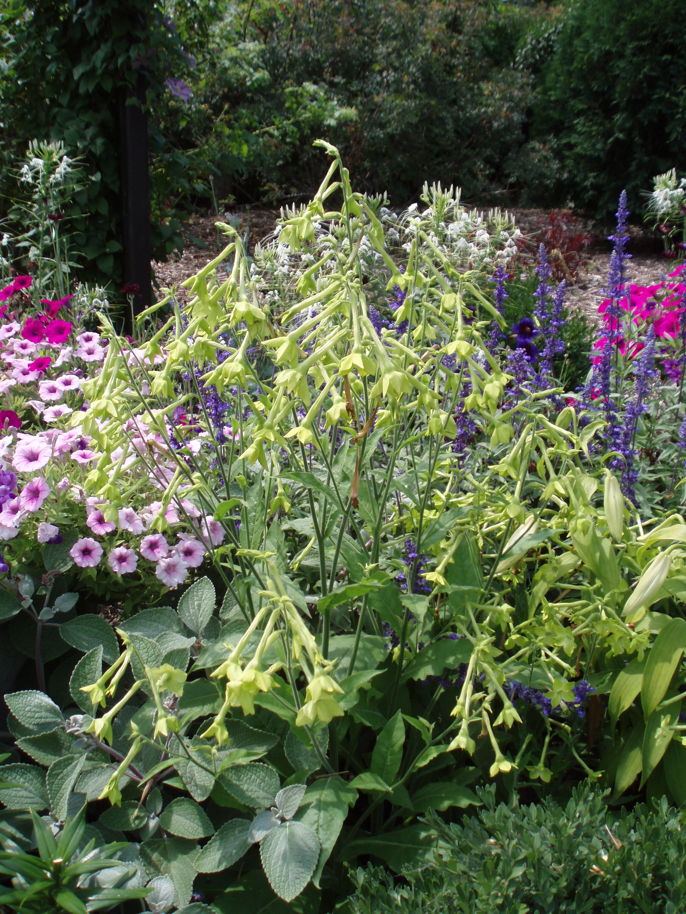 Nicotiana langsdorfii.jpg