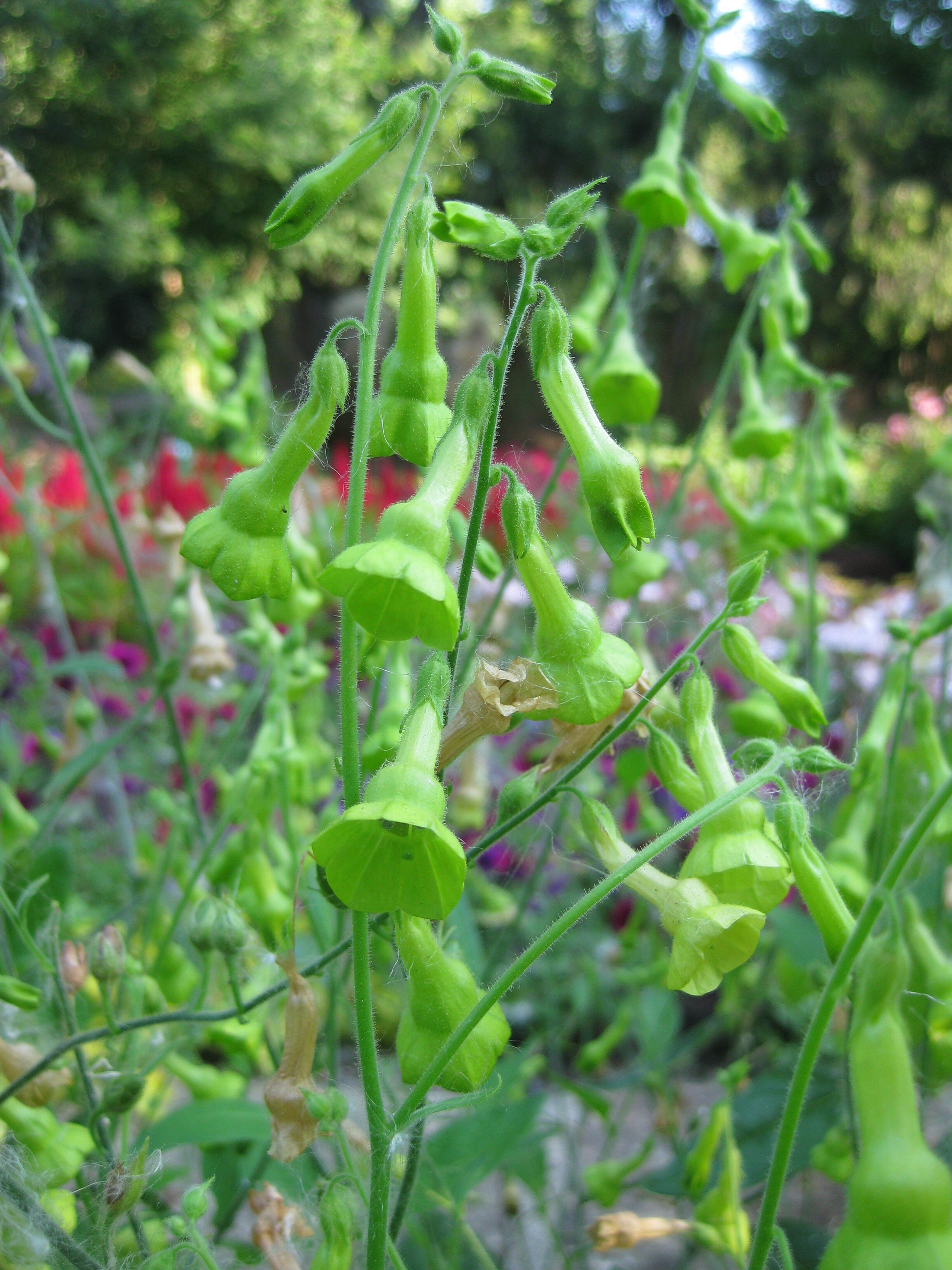 Nicotiana langsdorfii closeup.jpg