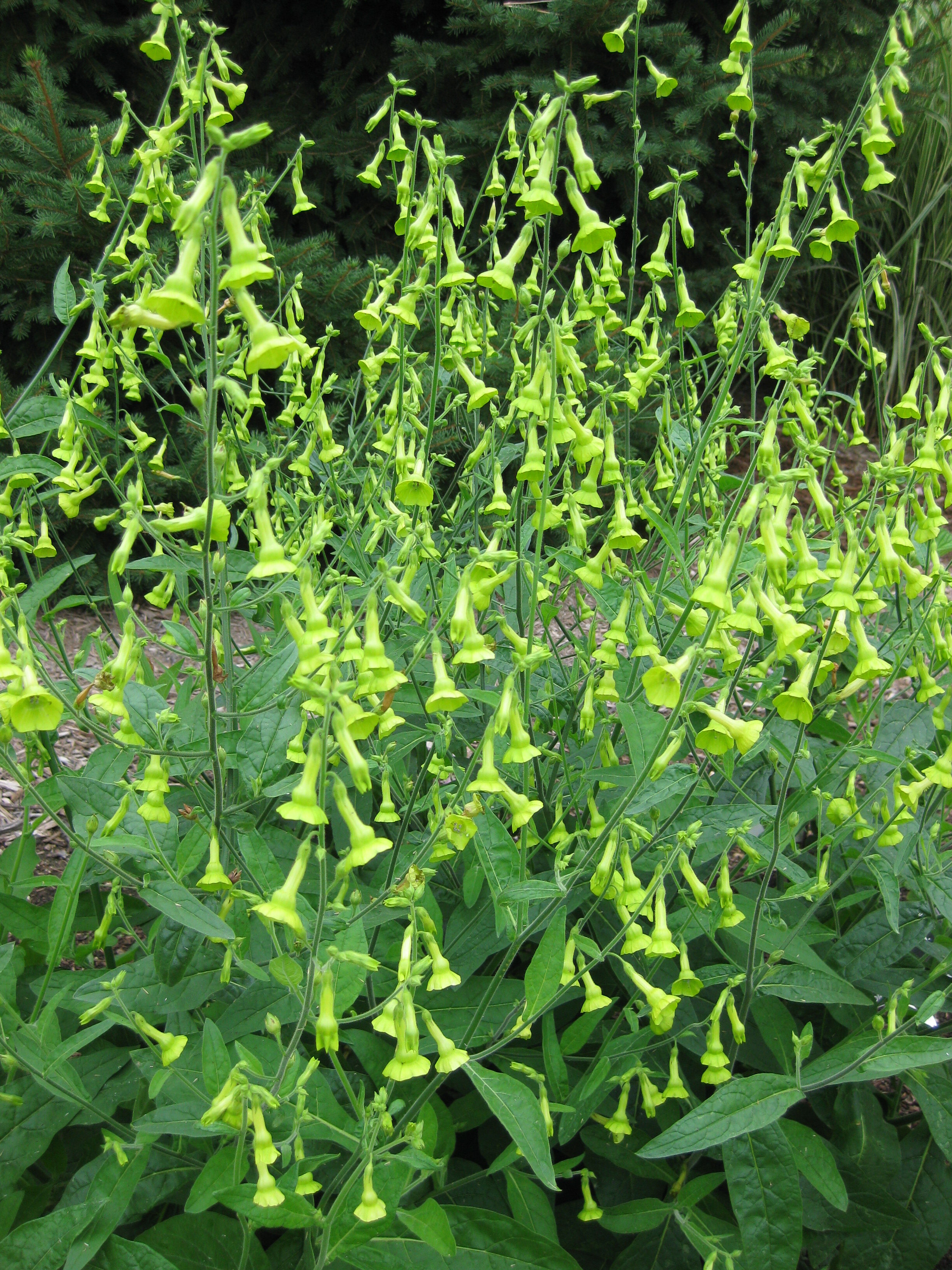 Nicotiana langsdorfii (2013)b.jpg