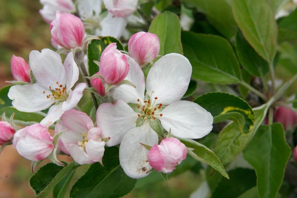 White and pink flowers with blooms and buds