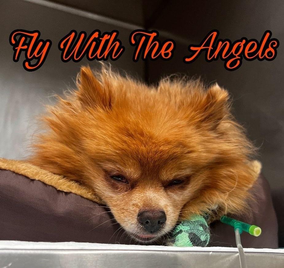 In Memory Of... — Zion's Mission Animal Rescue In Memory Of... — Zion's Mission Animal Rescue