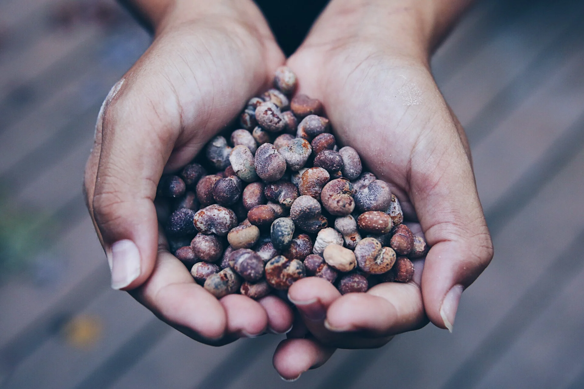 Organic Baobab Fruit Seeds