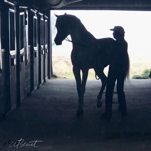 Silhouette of our up and coming Stallion, BACCHUS AP with his trainer Bryan Jeffries.  Stay tuned for information on breeding opportunities.
#Bacchus #straightegyptianstallion #hesawinner #standingstud