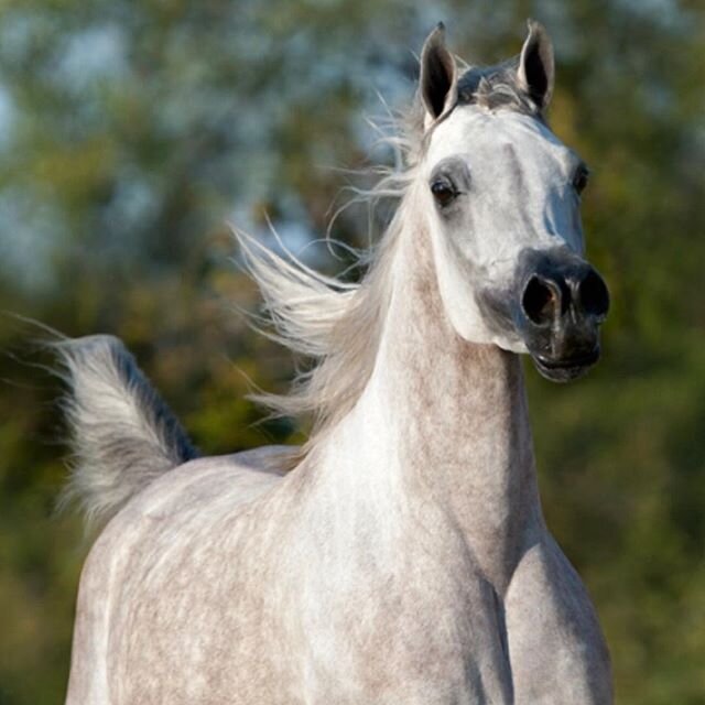 Laziza bint Laheeb AP.  Classic beauty, power and presence- this mare is special and in a quiet, sensitive way - she knows it.  She&rsquo;s the mother of our young mare, Charisse AP.
.
.
.
#arabianmare #straightegytianarabian #showhorse #straightegyp