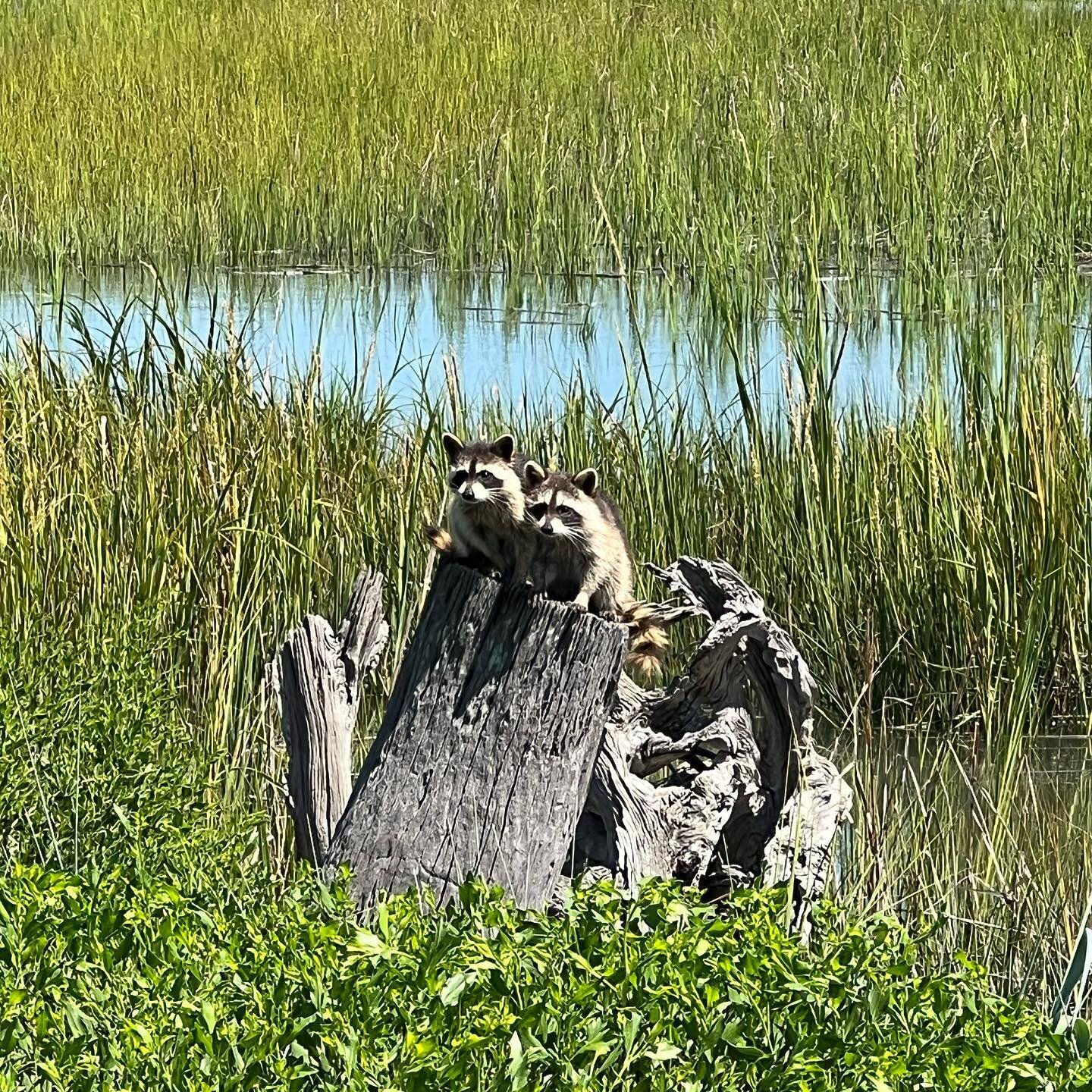 Sweet raccoon family showing off during today&rsquo;s venue tours @villagecreeklanding 🦝🦝🦝