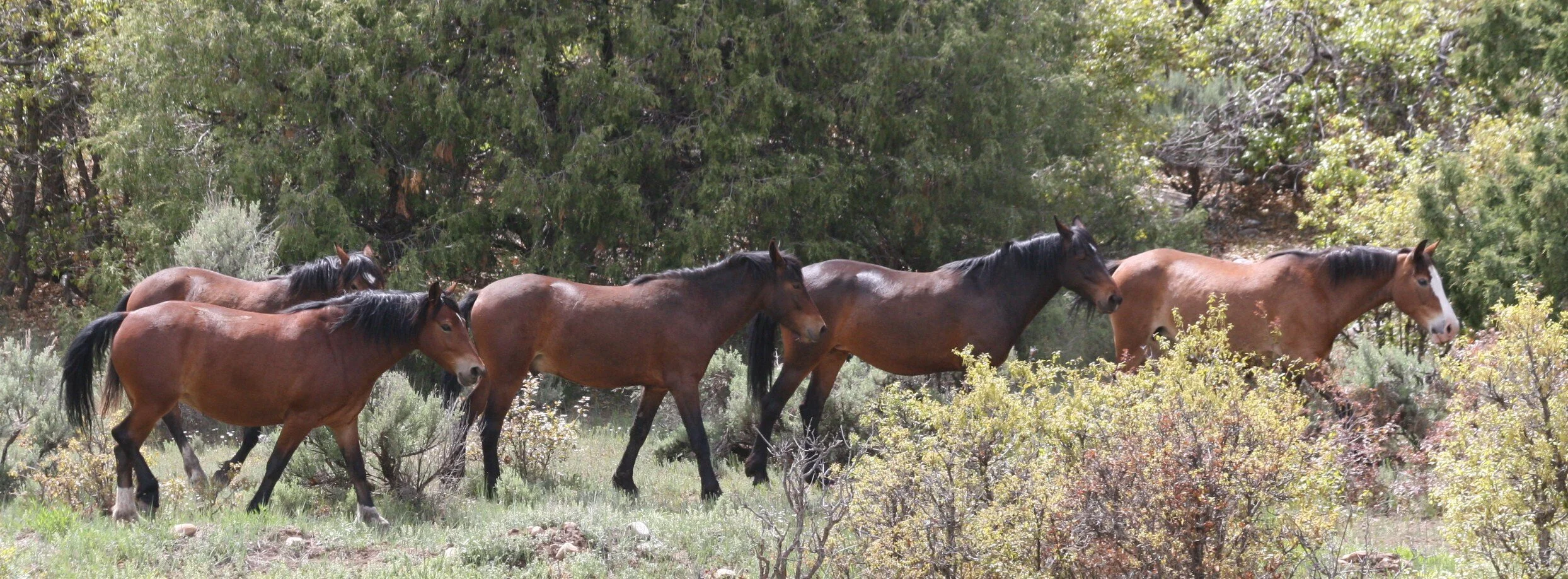 The first mustangs of the Sky band after one year in sanctuary.
