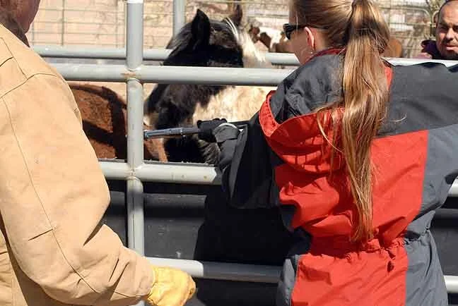 The first mares from a U.S. Forest Service Wild Horse Territory receive PZP treatment ~ March 2009, New Mexico.