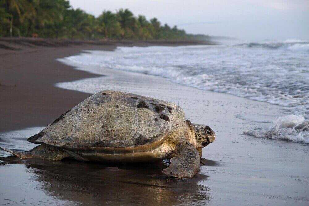 turtle-in-tortuguero-gray-line-site.jpg
