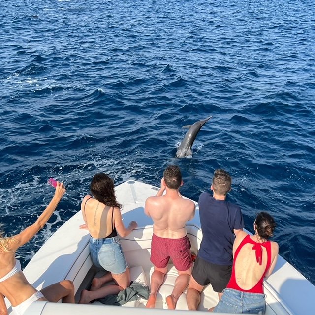 SS dolphins 2.jpeg