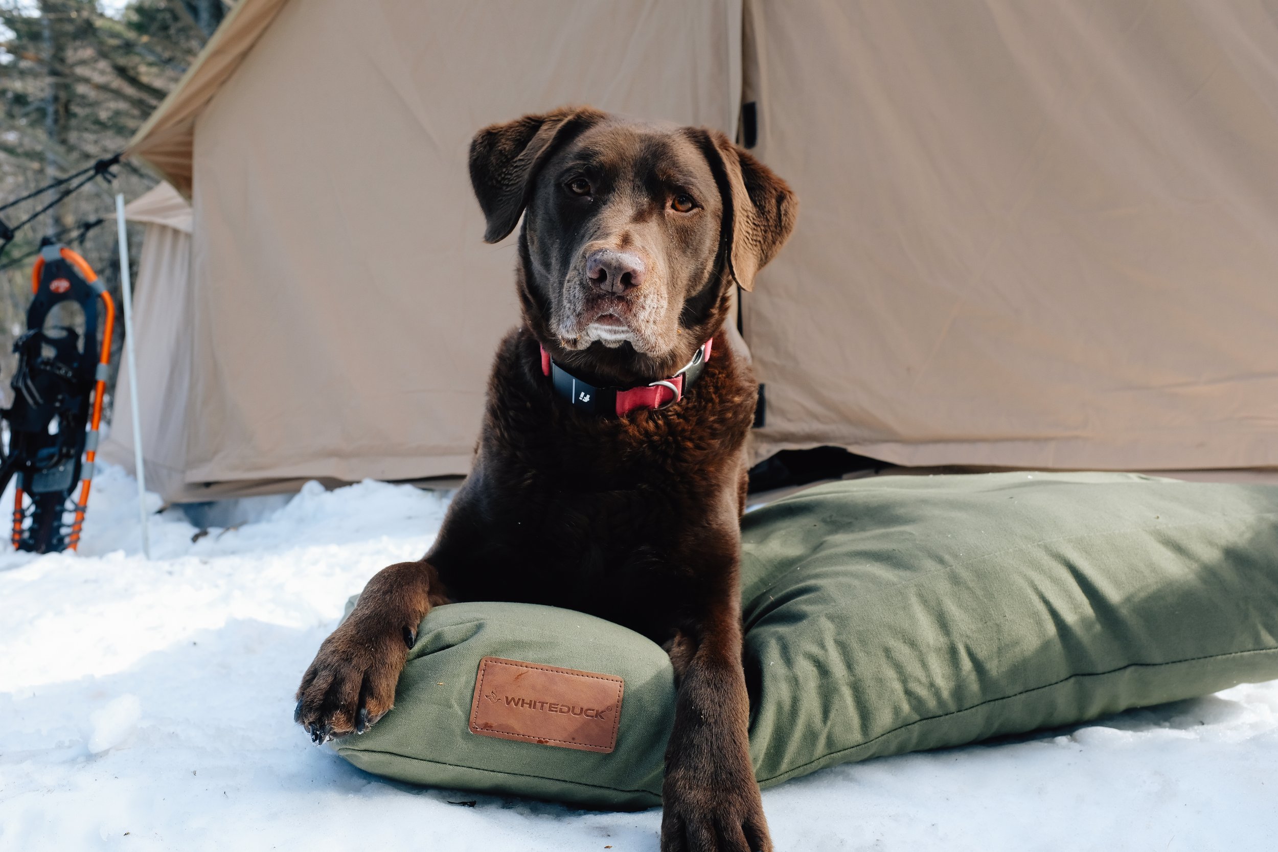 white-duck-winter-dog-beds-2026-Goose-Collective-8.jpg