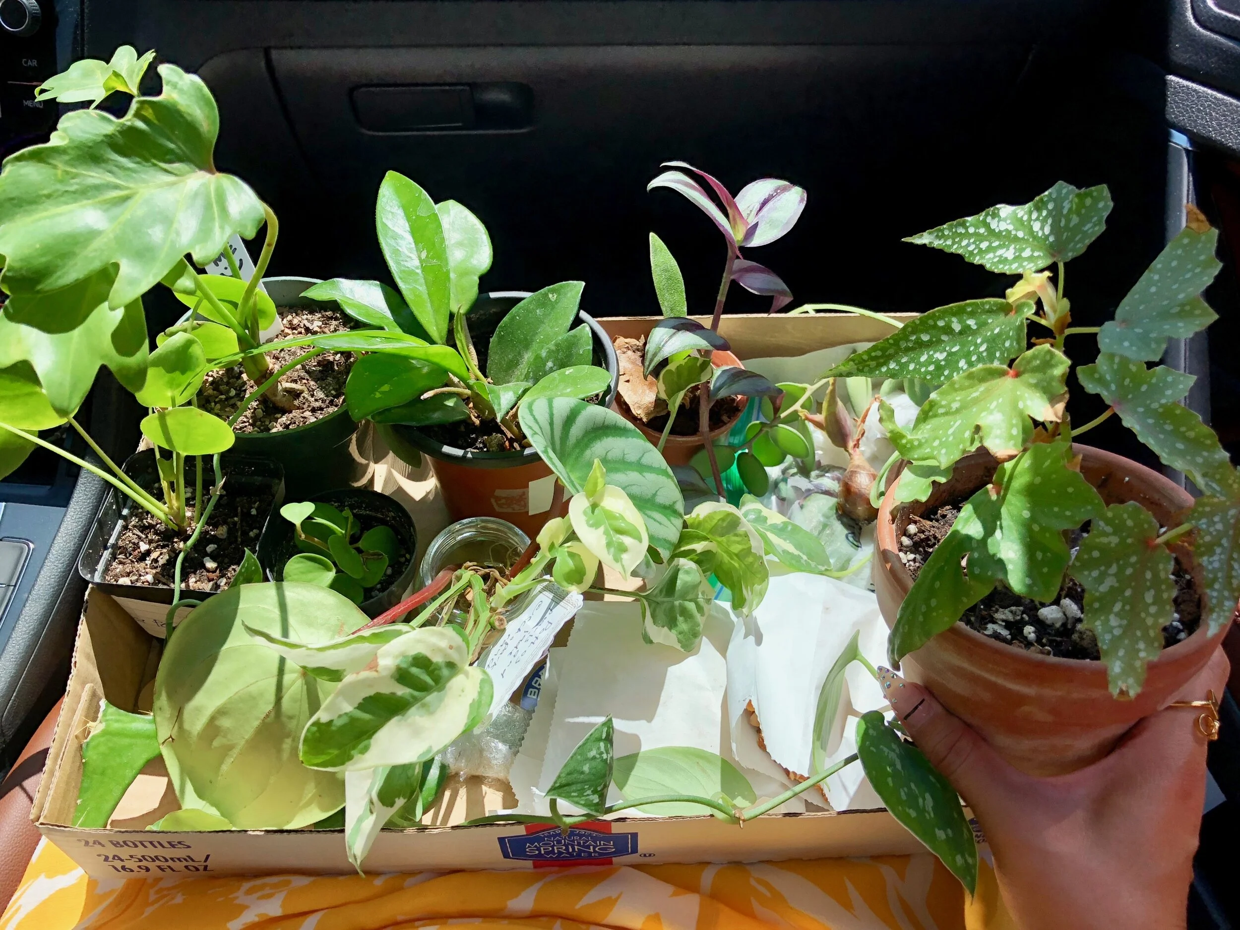 How a Plant Swap Works and What to Expect — Hope You Like Plants