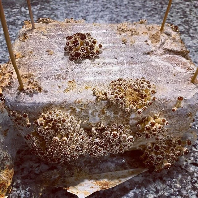 Not sure if I&rsquo;m pleased or horrified by how well the chestnut mushroom farm is doing.