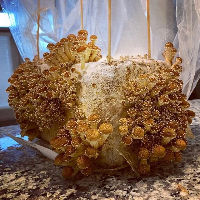 The chestnut mushrooms looked kind of scary before, but look magical now.