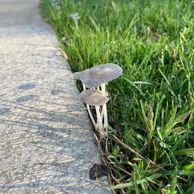 First non shelf mushrooms of the season!