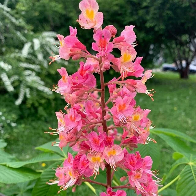 Buckeye blossoms! #nofilter