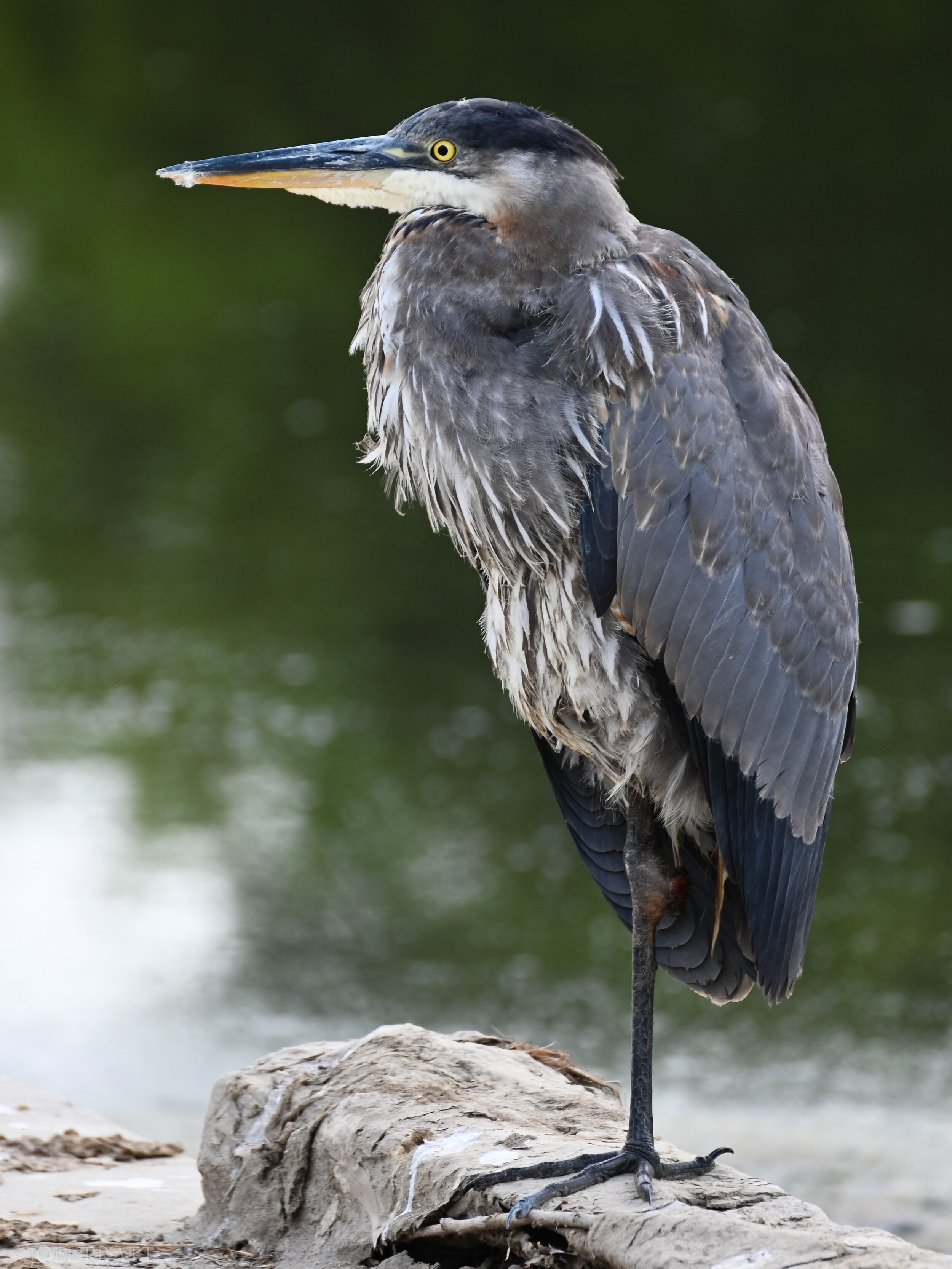 Wildlife Sanctuary-3972-3.jpg