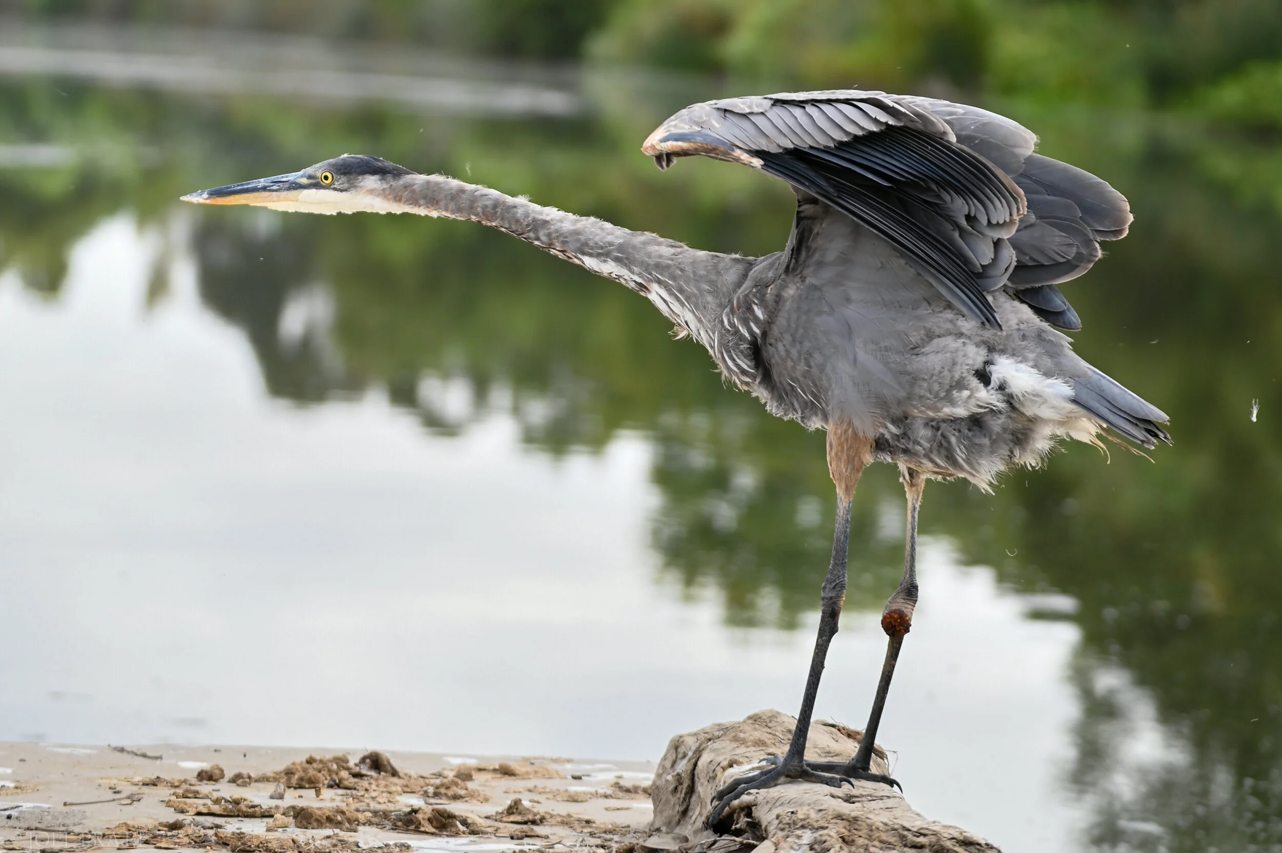 Wildlife Sanctuary-4032.jpg