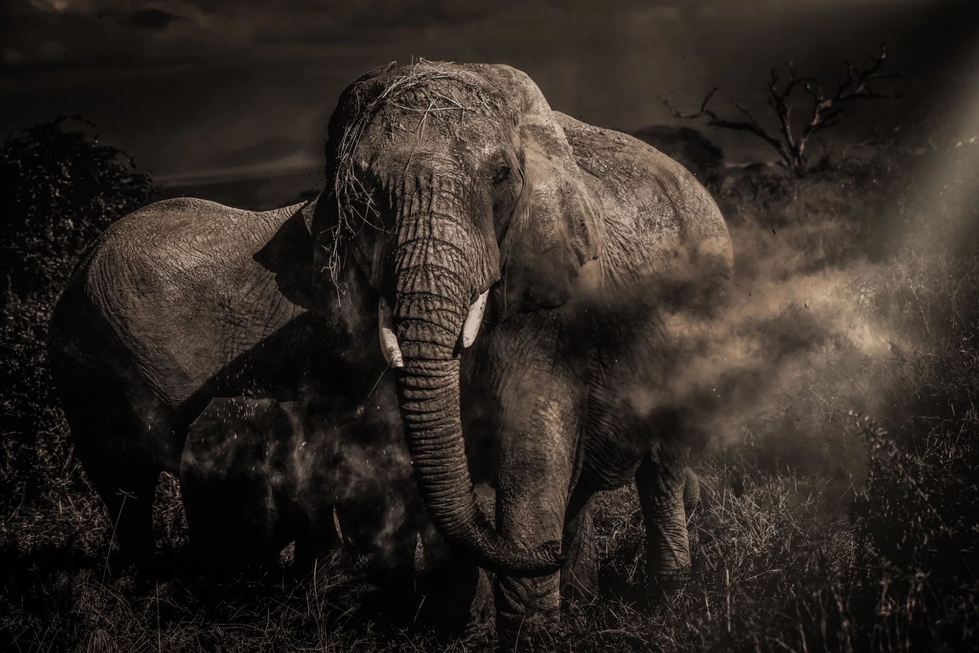 Elephant in the mist