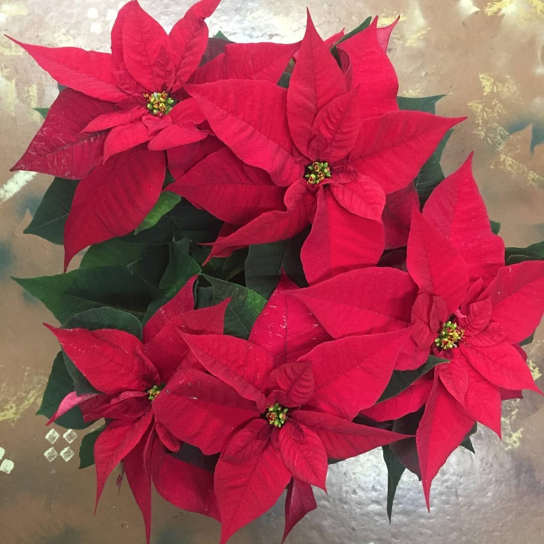 Announcing the first annual OMP Poinsettia Sale Fundraiser!

Thank you to @graysgardencenter for making these beautiful locally sourced plants available to OMP!

Get in the holiday spirit! Beautify your home! Give the gift of a poinsettia!

Purchasin