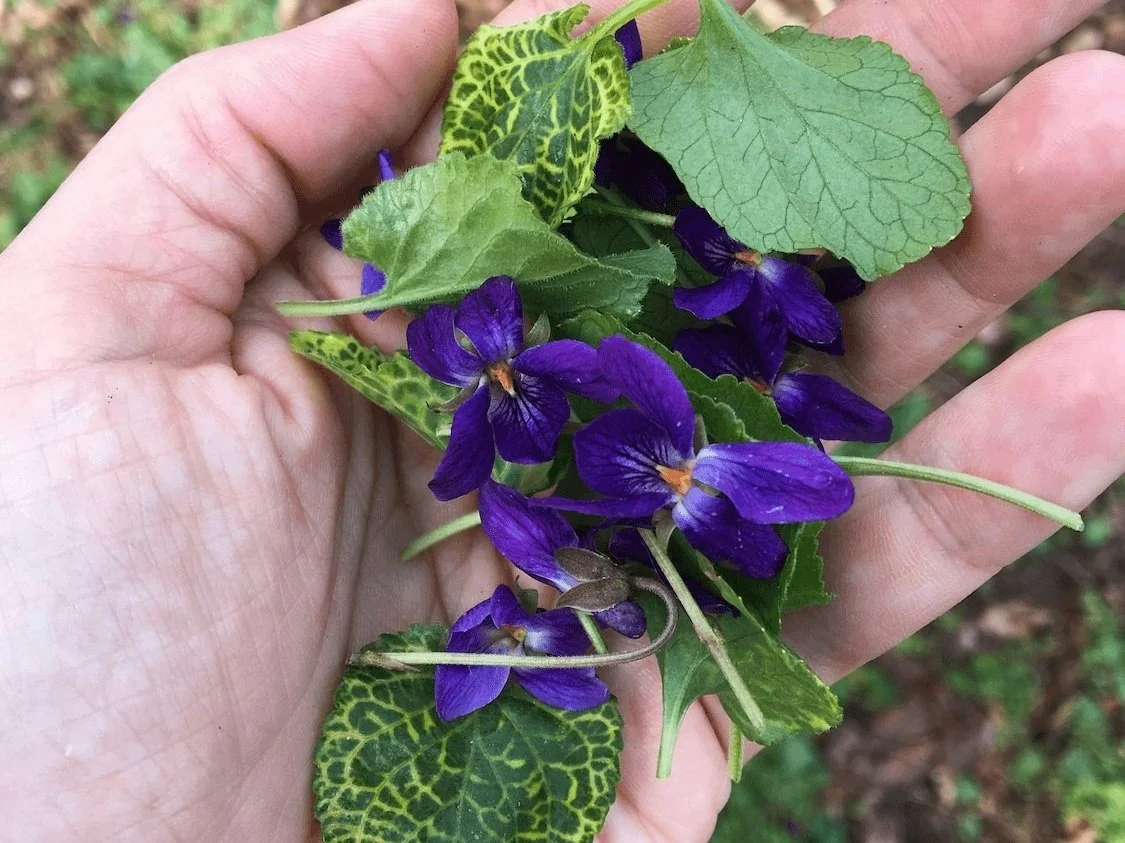 2024 Teacher Training: Learn to Teach Earth-Centered Herbalism - October