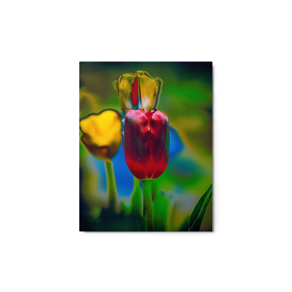 glossy-metal-print-(in)-white-11x14-front-65f46eec048e3.png