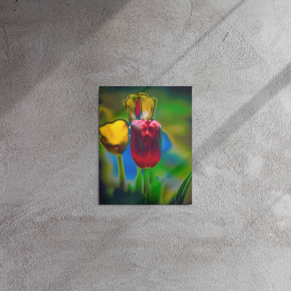 Psychedelia - 11x14 Signed Metal Print
