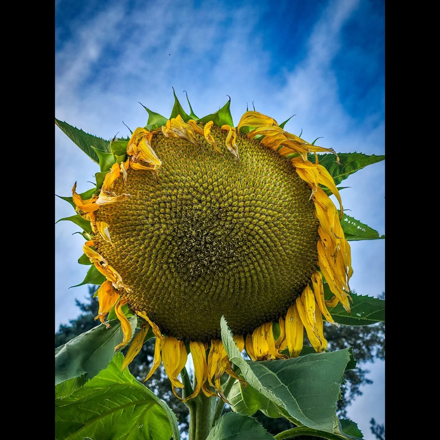 🌻