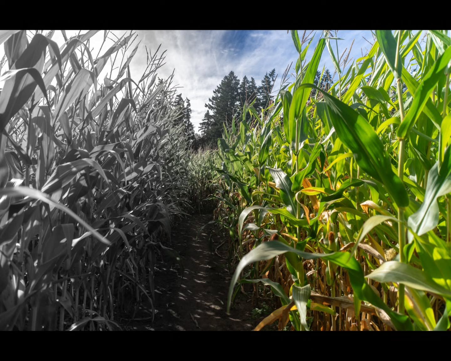 🌽