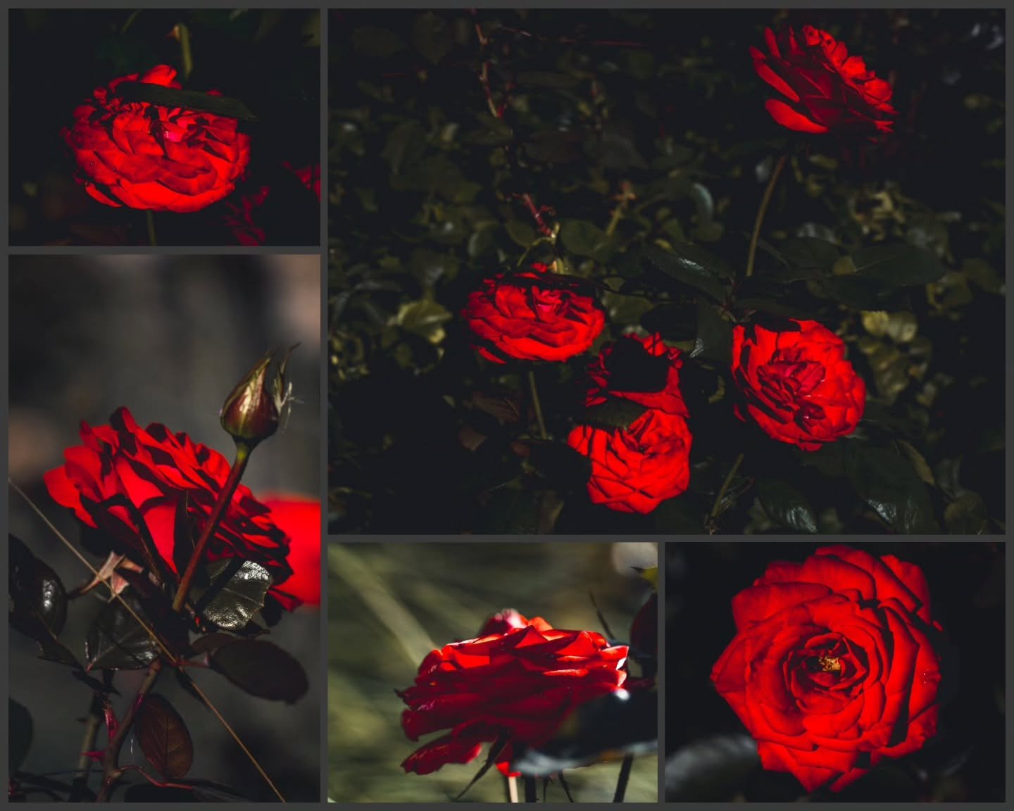 Roses are red, and so is my blood. Pull out your knife, my dear, and make us flood. 

#photography #roses #spooky #goth #collage