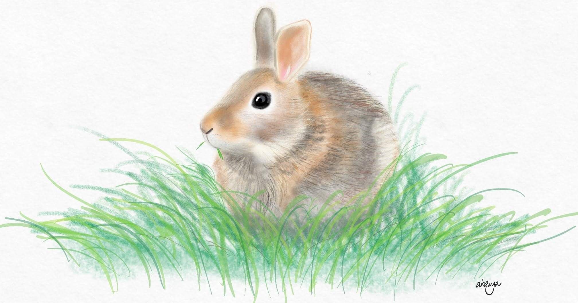 bunny.jpg