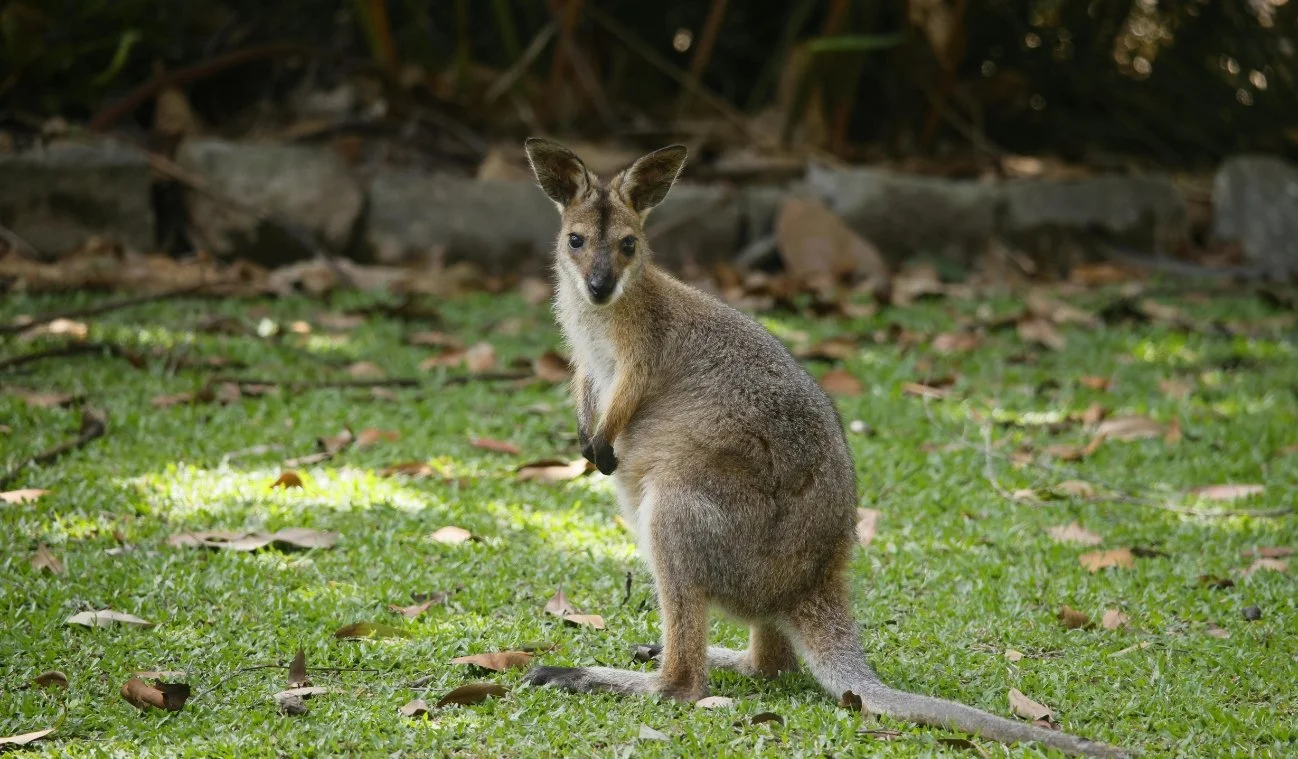 The Complete Guide to Australia Zoo on the Sunshine Coast (2026)