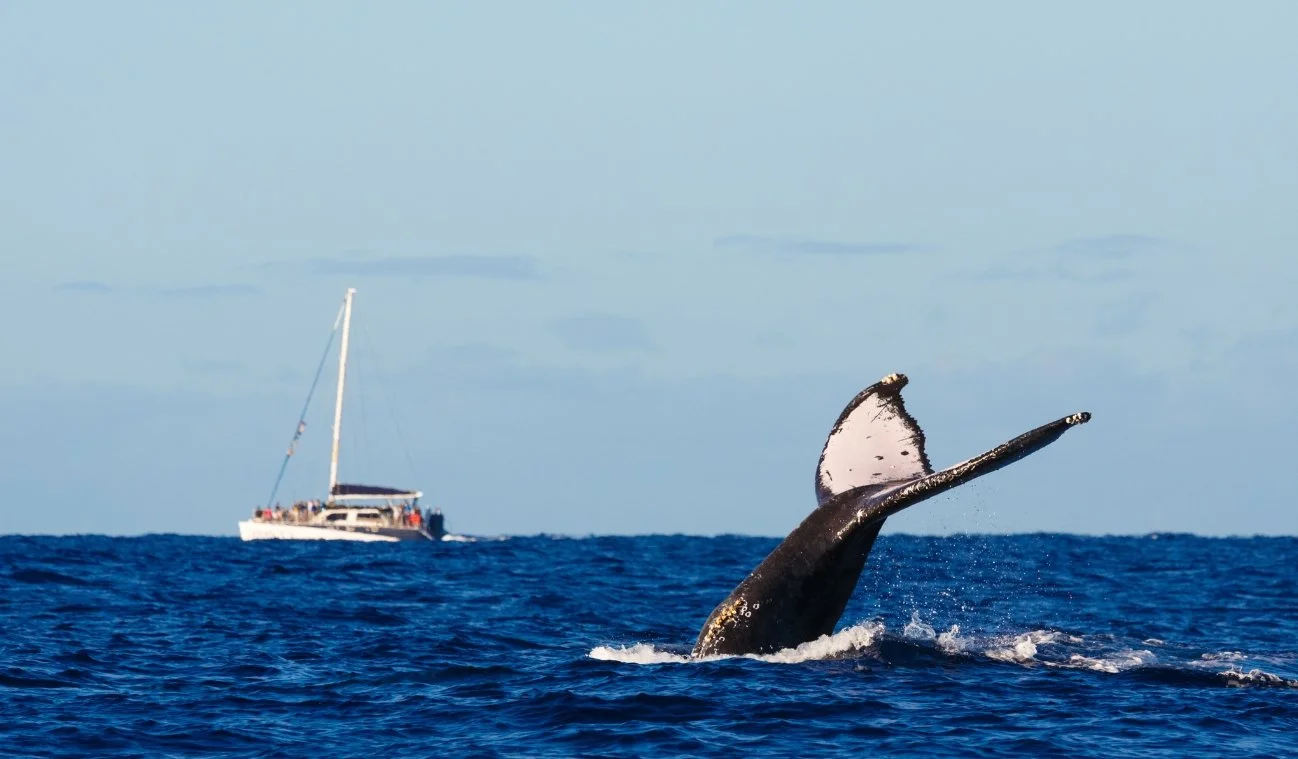 whale watching on the sunshine coast local tips.jpg