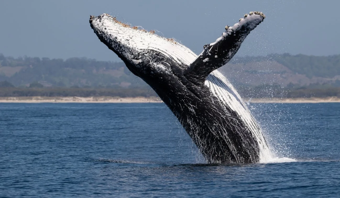 sunshine coast afloat tour see whales.jpg