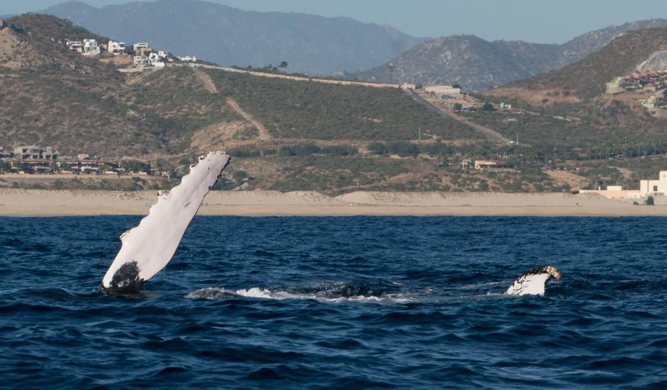 how to see whale on the sunshine coast.jpg